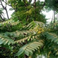 供應(yīng)臭椿，國槐，法桐，毛白楊