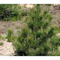 1米精品白皮松，白皮松價格，白皮松基地