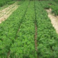 黑松 油松 側(cè)柏 側(cè)柏苗 黑松苗 油松苗 松樹 松樹苗 松柏 松柏苗