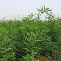 國槐苗 一級國槐苗速生國槐苗 山西萬通特價(jià)供應(yīng)
