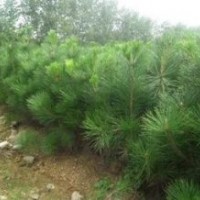 優(yōu)質(zhì)黑松樹苗|山東優(yōu)質(zhì)黑松樹苗|，誠信為本