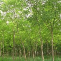 國槐，毛白楊，垂柳，速生柳，白蠟，法桐，椿樹，合歡等