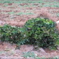 低價處理洋紫荊，秋楓，桂花苗