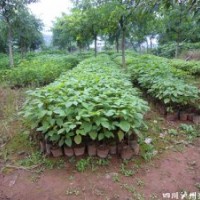 瀘州興隆園林公司供應(yīng)三葉樹苗，瀘州三葉樹苗