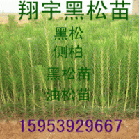 莒南翔宇黑松苗