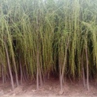 垂柳 垂柳種植 垂柳價格 沭陽縣靜怡綠化苗木園藝場