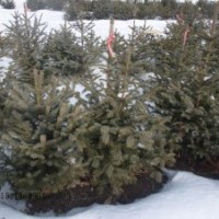 自家出售青仟云杉