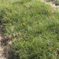 供應油松苗一年油松苗二年油松苗三年油松苗油松苗價格