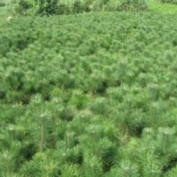 華山松,毛白楊,杏樹