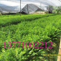 紅豆牌紅豆杉批發(fā) 南方紅豆杉 紅豆杉小苗