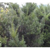 長期供應(yīng)曼地亞紅豆杉小苗、大苗、盆景苗、珙桐苗