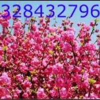 榆葉梅專業(yè)種植基地