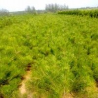 黑松、油松、側(cè)柏、黑松苗、油松苗、側(cè)柏苗、黑松苗木、油松苗木