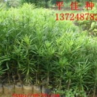 優(yōu)質(zhì)本地羅漢松種苗杯苗,羅漢松樹苗價(jià)格