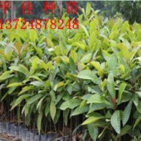 大葉杜英苗 大葉杜英小苗、壯苗批發(fā)綠化工程綠化苗木