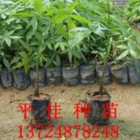 最有實(shí)力的發(fā)財(cái)樹供應(yīng)商廣州平佳苗場專業(yè)綠化種苗品種齊數(shù)量多