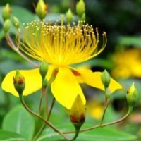 低價(jià)供應(yīng) 金絲桃