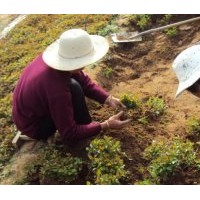 玉蘭小水苗 玉蘭小苗 廣玉蘭 白玉蘭 黃玉蘭 紫玉蘭小苗