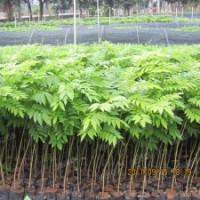 降香黃檀—降香黃檀小苗