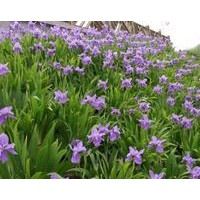 鳶尾景天批發(fā)價格