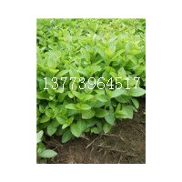 江蘇紫薇芽苗批發(fā)百日紅小苗大量供應(yīng)各種綠化苗木