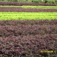 大量供應(yīng)紅桎木