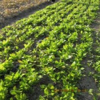 全國保鮮快遞發(fā)苗白玉蘭小苗五角楓小苗紫薇小苗