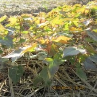 購買1000株五角楓小苗全國包運費包成活