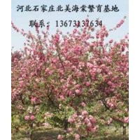 火焰海棠、凱爾斯海棠、王族海棠