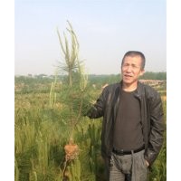 魯南地區(qū)油松供應