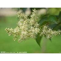 大葉女貞適應(yīng)在哪生活呢