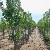出售自己苗圃海棠樹