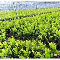 供應(yīng)海南本地苗木以及廣東苗木椰子樹，棕櫚類，發(fā)財(cái)樹，火焰木