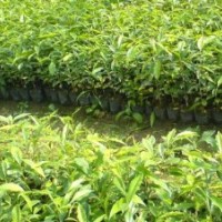 廣西沉香苗。廣西沉香樹(shù)苗價(jià)格。廣西有沉香苗賣