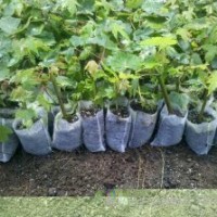 秋火焰,自由人槭,美國(guó)秋紅楓