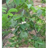 優(yōu)質(zhì)核桃苗，桃樹苗，杏樹苗，梨樹苗，柿子苗