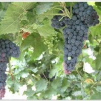 長春出售葡萄苗，佳木斯哪有出售葡萄苗的，牡丹江葡萄苗