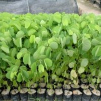 宮粉紫荊、宮粉紫荊樹苗、宮粉紫荊價格