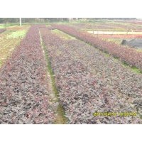 長期優(yōu)價供應(yīng)小苗紅桎木,杜鵑,梔子花