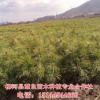 出售紅松樹苗，果松樹苗，紅松苗，紅松價(jià)格