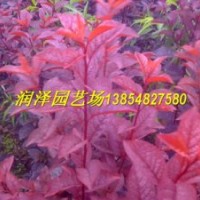 泰安潤(rùn)澤園藝大批量供應(yīng)優(yōu)質(zhì)紅葉碧桃苗，山東紅葉碧桃苗價(jià)格