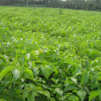 低價(jià)大量出售核桃苗，山楂苗