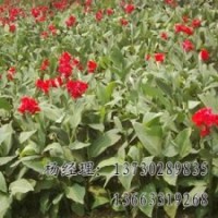 速生柳基地海源廠家供應(yīng)