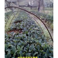 供應(yīng)大紅朱砂桂扦插小苗 朱砂桂,丹桂,紅桂花