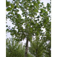 13公分2年冠法桐 苗圃量大價(jià)格低