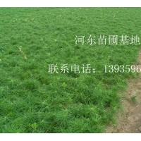 國(guó)槐 側(cè)柏 白皮松 油松 杏樹(shù) 雪松 杏樹(shù) 桃樹(shù)