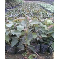 菩提樹種苗，菩提榕樹苗，菩提榕苗