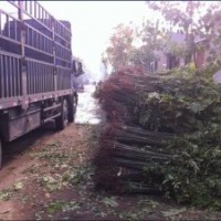 優(yōu)質(zhì)香椿樹苗|香椿苗|優(yōu)質(zhì)香椿|香椿苗價格|，誠信為本