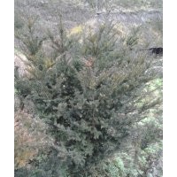 供應曼地亞 紅豆杉