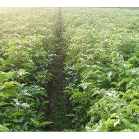供應苗木濕地松,木荷,青楓